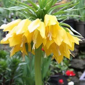 Lutea Crown Imperial Bulbs (Fritillaria imperialis Lutea) Img 1
